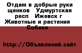 Отдам в добрые руки щенков - Удмуртская респ., Ижевск г. Животные и растения » Собаки   
